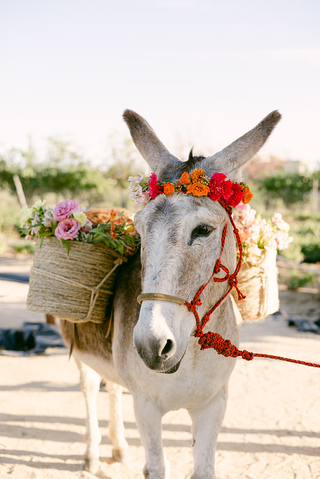 Cabo San Lucas wedding photographers